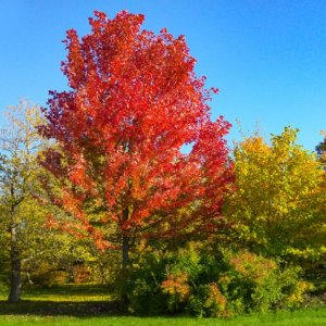 Javor freemanov (Acer Freemanii) JEFFERSRED ´AUTUMN BLAZE´® - výška 80-100 cm, kont. C3L  